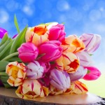 Tulips-flowers-34015251-1440-900