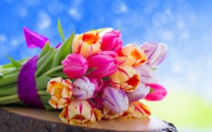 Tulips-flowers-34015251-1440-900
