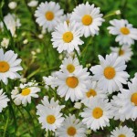 margareta